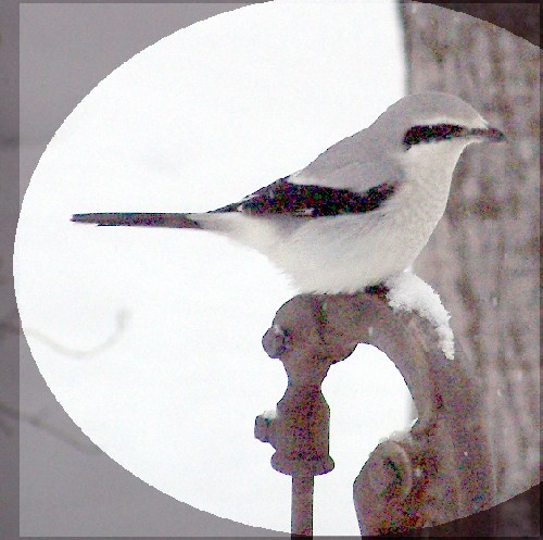 Northern Shrike 3.jpg (65613 bytes)