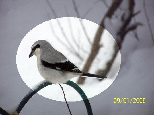 Northern Shrike 5.jpg (41293 bytes)