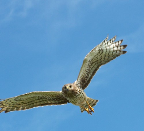 Northernharriercloseup2.jpg (30730 bytes)