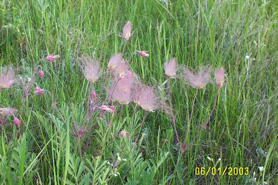 PRAIRIE SMOKE GROUP.jpg (270226 bytes)