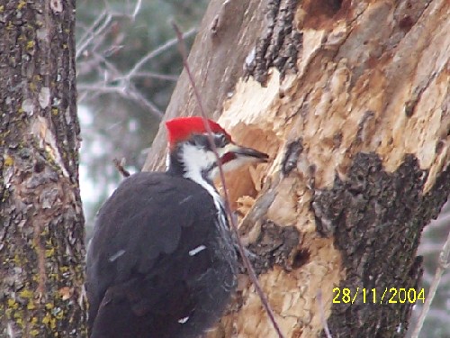 Pileated Woodpecker11.jpg (69465 bytes)