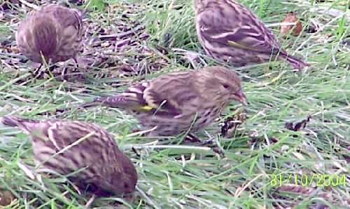 Pine Siskin1.jpg (79954 bytes)