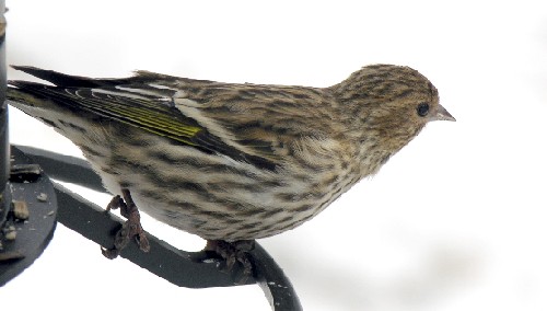 Pine Siskin Bird.jpg (31408 bytes)