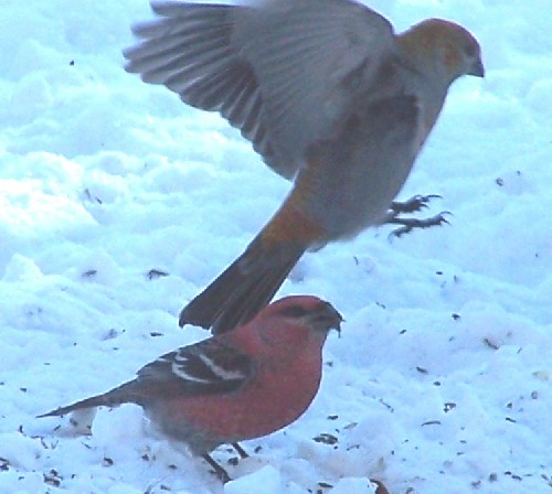 Pinegrosbeakone.jpg (50473 bytes)