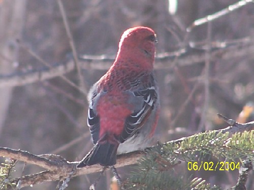 Pinegrosbeakthree.jpg (45403 bytes)