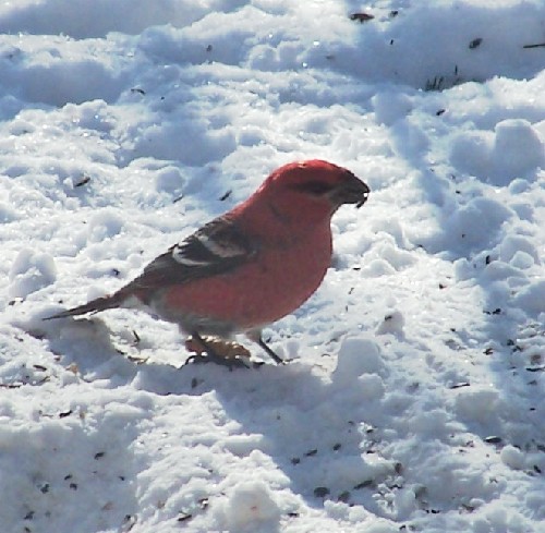 Pinegrosbeaktwo.jpg (71037 bytes)