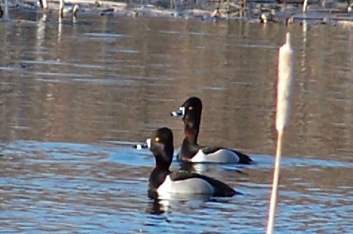 Ring Necked Ducks.jpg (47240 bytes)