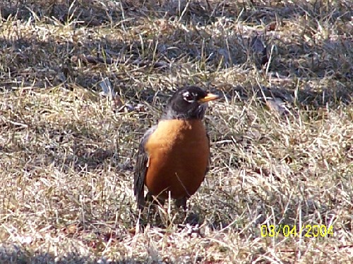 Robin.jpg (110391 bytes)