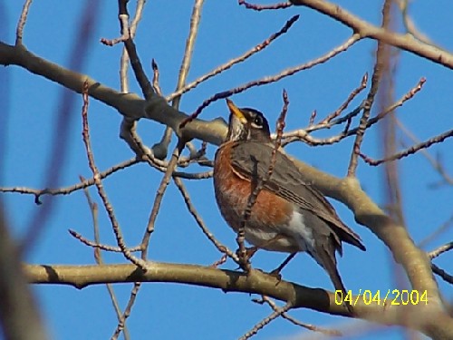 Robin 2.jpg (56503 bytes)