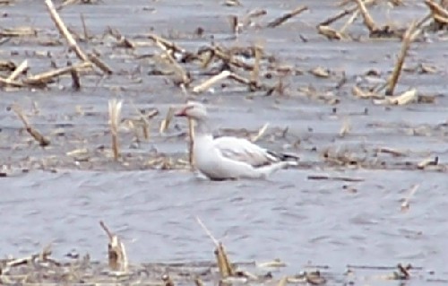 Ross's Goose.jpg (42453 bytes)