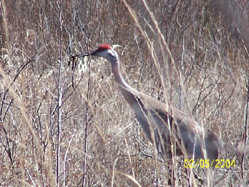 Sand Hill Crane1.jpg (91643 bytes)