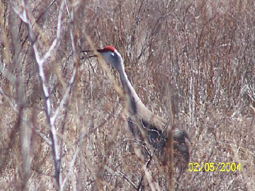 Sand Hill Crane2.jpg (83835 bytes)