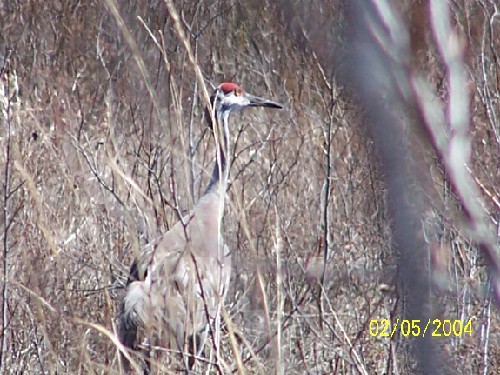 Sand Hill Crane3.jpg (79391 bytes)