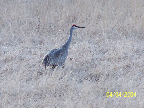 Sandhill crane.jpg (65468 bytes)