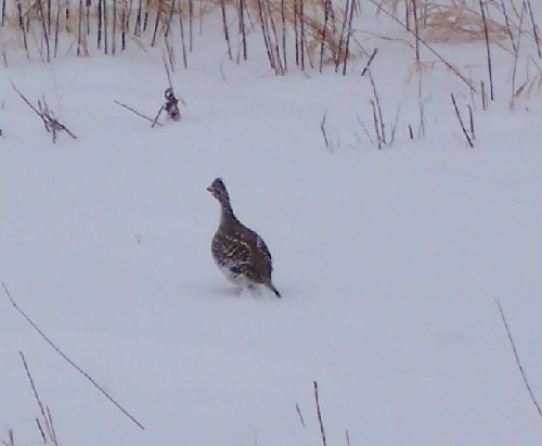 Sharp Tail Grouse.jpg (31003 bytes)