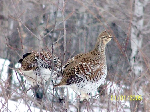 Sharptail Grouse.jpg (70084 bytes)