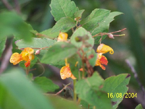 Spotted Touch-Me-Not2.jpg (44982 bytes)