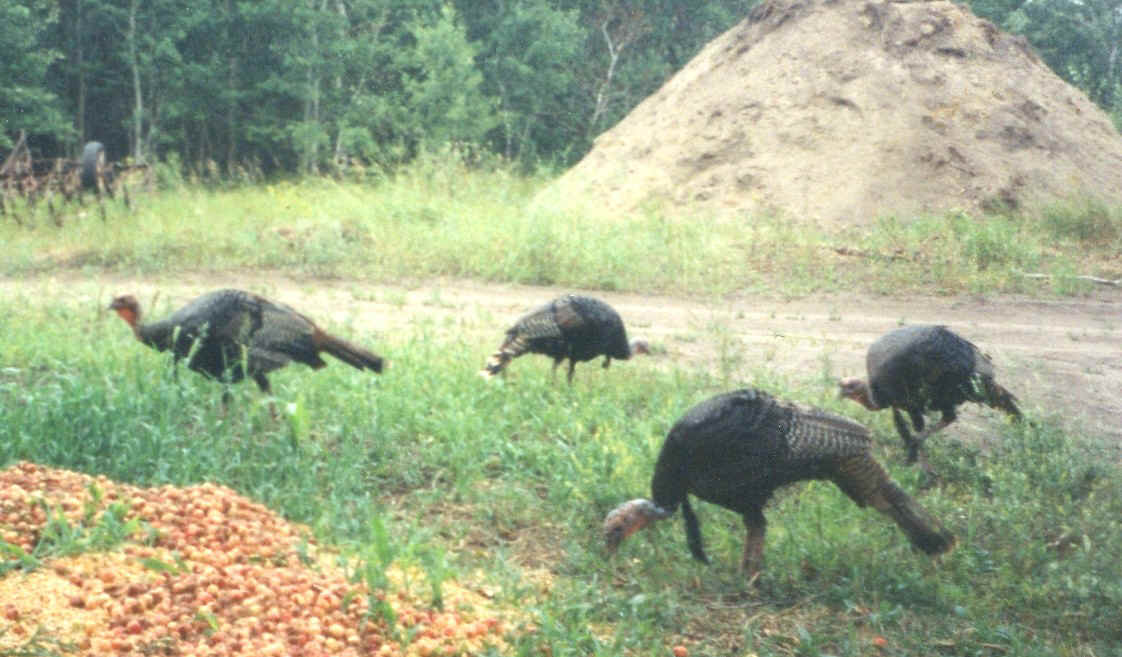 WILD TURKEYS.jpg (239406 bytes)