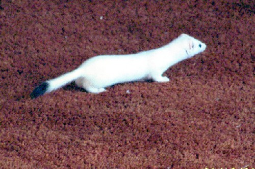 Weasel.jpg (73937 bytes)