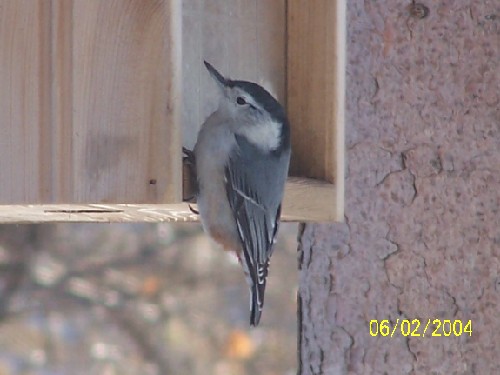 WhiteBreastedNuthatchone.jpg (39475 bytes)