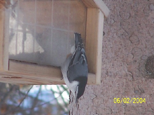 Whitebreastednuthatchthree.jpg (43400 bytes)