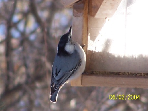 Whitebreastednuthatchtwo.jpg (35279 bytes)