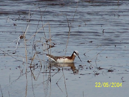 Wilson's Phalarope1.jpg (55858 bytes)