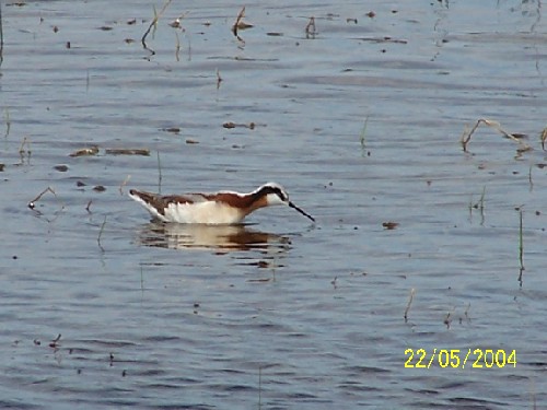 Wilson's Phalarope2.jpg (47866 bytes)