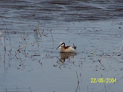 Wilson's Phalarope3.jpg (48885 bytes)