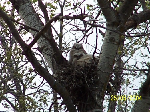 Young Owls3.jpg (95828 bytes)