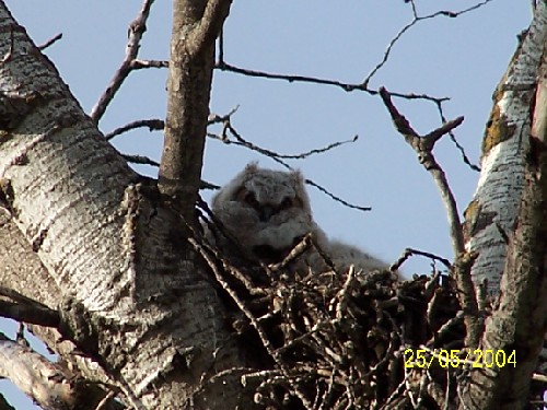 Young owls2.jpg (74824 bytes)