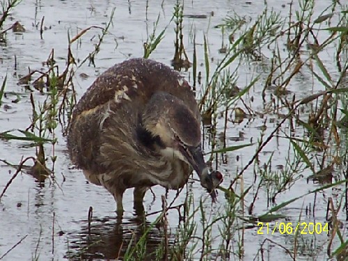 americanbittern2.jpg (88791 bytes)