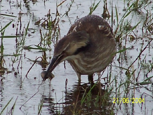 americanbittern3.jpg (83668 bytes)