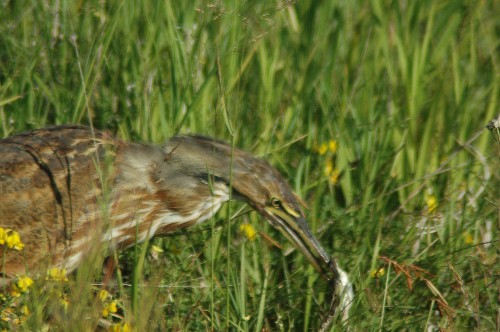 americanbittern72306b (55K)