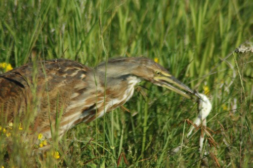 americanbittern72306c (56K)