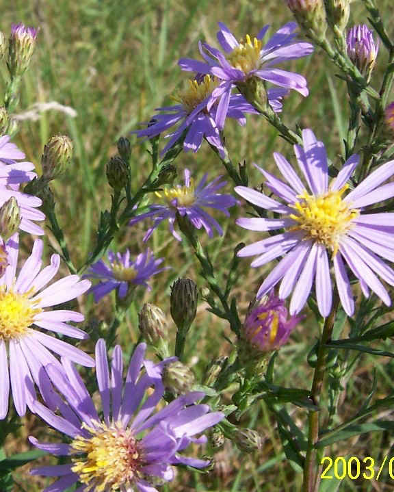 asters.jpg (203258 bytes)