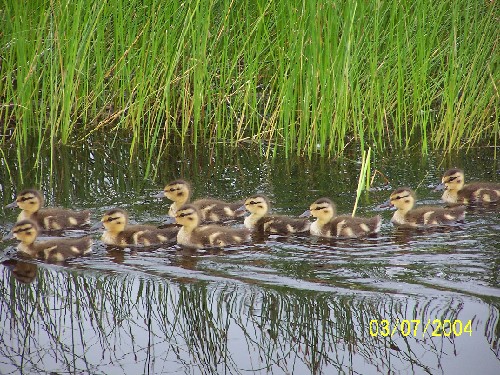 baby blue wing teals.jpg (113070 bytes)