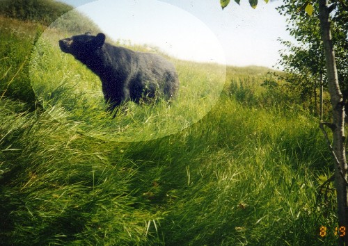 bear1.jpg (79883 bytes)