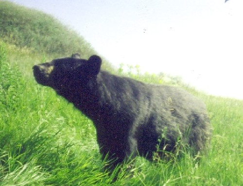 bear3.jpg (53164 bytes)