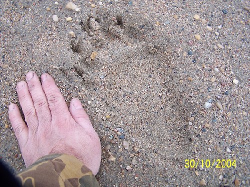 beartrack1.jpg (109729 bytes)