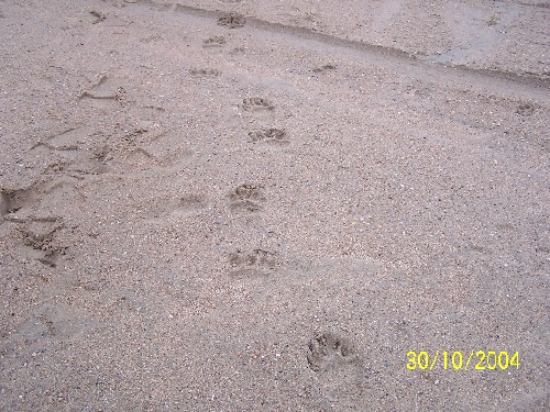 beartrack3.jpg (94752 bytes)