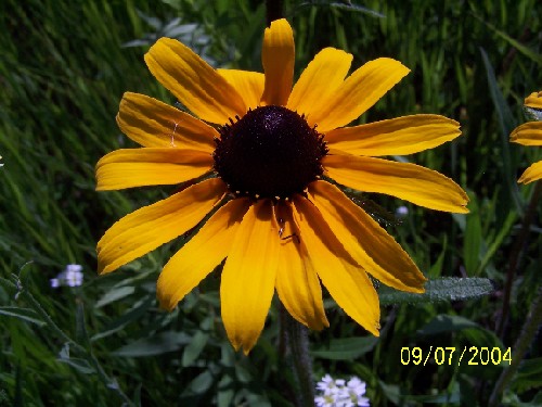 black-eyed susan1.jpg (61229 bytes)