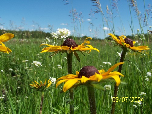 black-eyed susan3.jpg (71902 bytes)