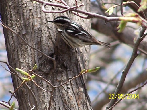 black and white warbler.jpg (68852 bytes)