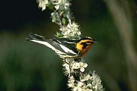 blackburnianwarbler2.jpg (12066 bytes)