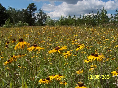 blackeyedsusan5.jpg (108890 bytes)