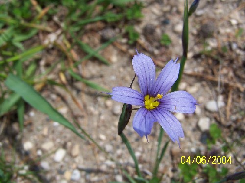 blue-eyedgrass.jpg (54150 bytes)