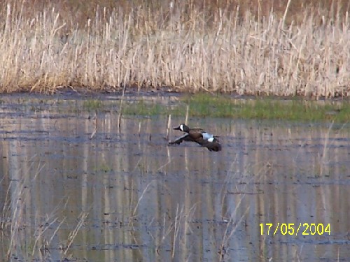 bluewingedteal1.jpg (60791 bytes)