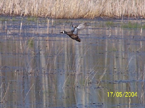 bluewingedteal2.jpg (57544 bytes)