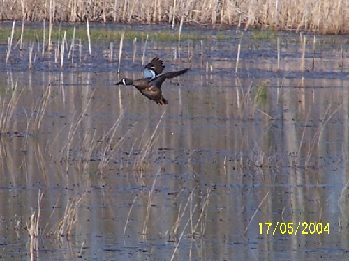 bluewingedteal3.jpg (61266 bytes)